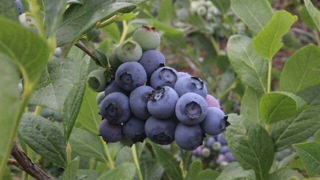 Yaban Mersininin Faydaları