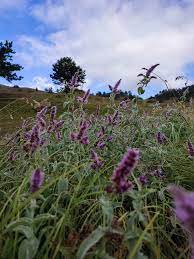 Yaz Aylarinin Sifali Bitkileri